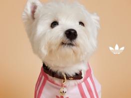 아디다스 오리지널스, 반려동물을 위한 펫 컬렉션 출시 기사 이미지