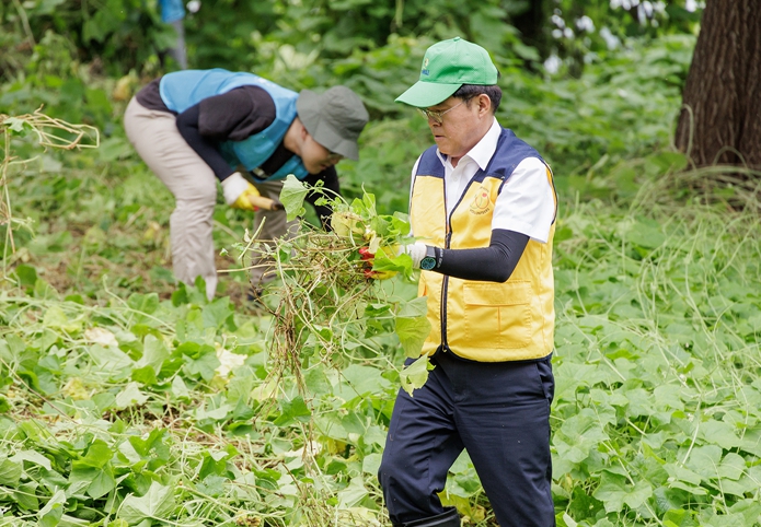 진교훈 강서구청장, 생태계 해치는 유해식물 제거 활동 펼쳐 기사 이미지