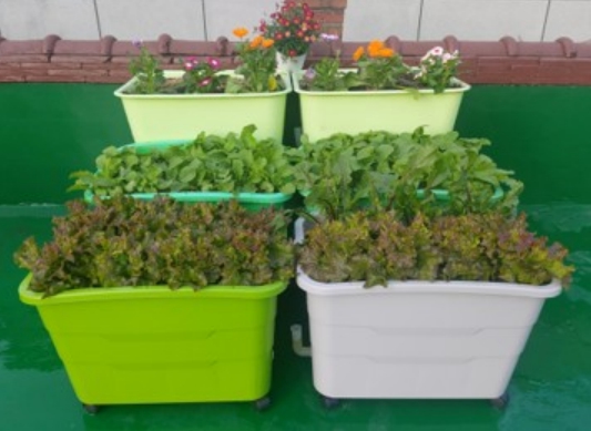 동대문구, 2026년 상자텃밭 756세트 분양…베란다에 ‘나만의 텃밭’ 기사 이미지