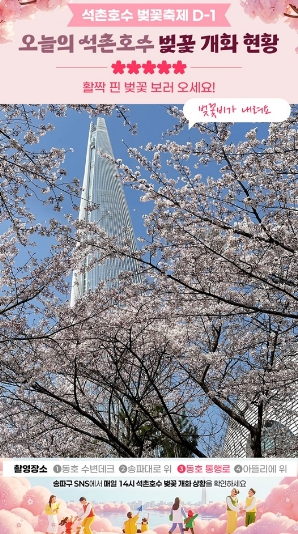 석촌호수 벚꽃 지금은?…송파구, 벚꽃 개화 카운트다운 SNS 중계 시작! 기사 이미지